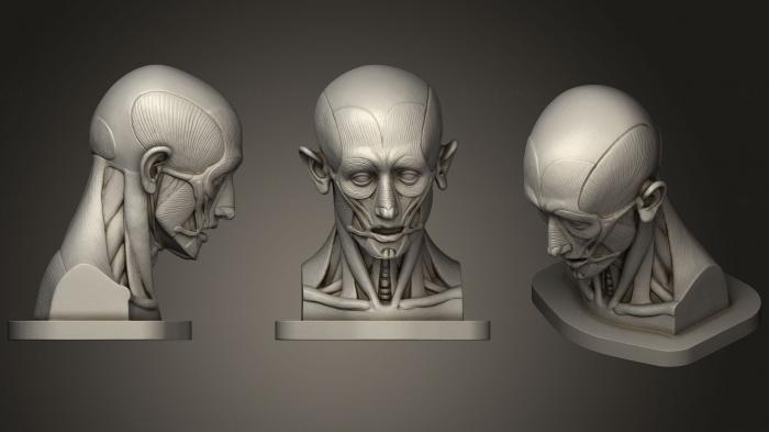 Anatomy of skeletons and skulls (ANTM_1271) 3D model for CNC machine